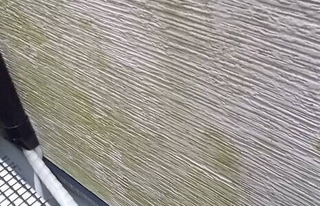 コケ・藻の写真