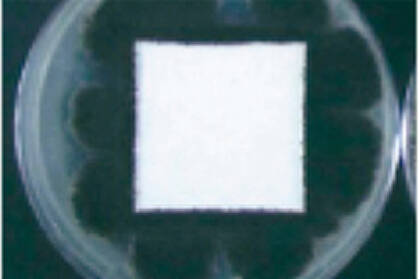 防カビ試験写真